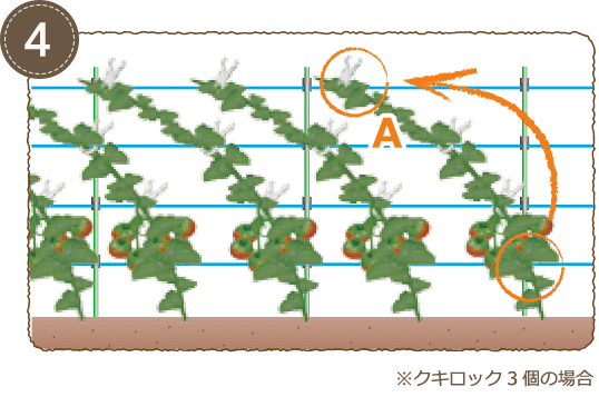 支柱と横紐で安定栽培