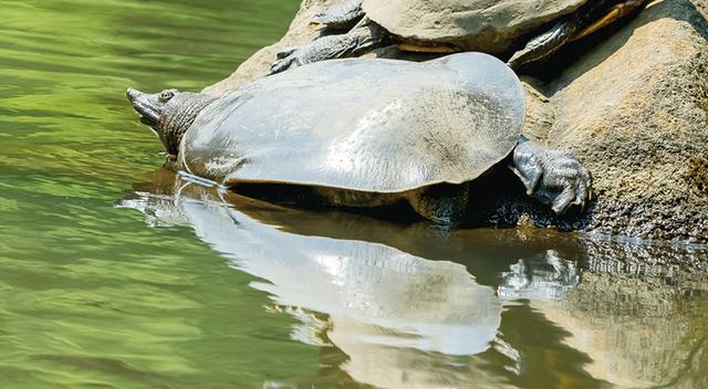 過去500年に絶滅した野生生物の数 869種 | 「タキレポ」産業用金物・工業用金物の「タキゲン」が発信するメディア