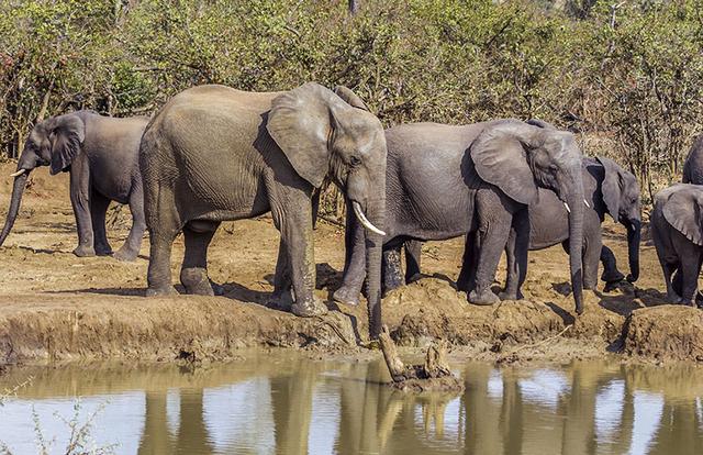 絶滅の危機に直面していると国連が警告する動植物の種の数「約100万種」 | 「タキレポ」産業用金物・工業用金物の「タキゲン」が発信するメディア