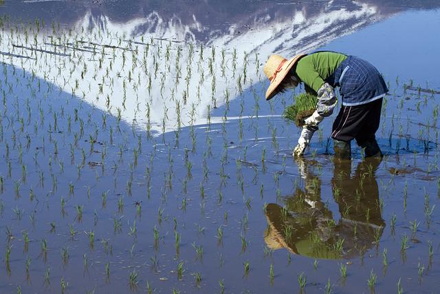 日本の食を支える農業従事者の数「約175万人」 | 「タキレポ」産業用金物・工業用金物の「タキゲン」が発信するメディア